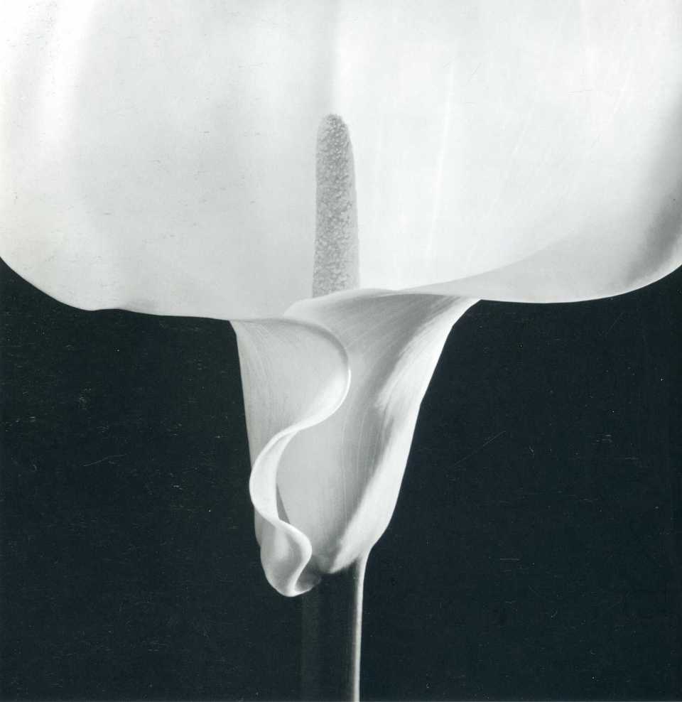 robert-mapplethorpe-flowers-macro-white-flowers-325203-1594x1642